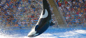 SEAWORLD TRAINING IN FLORIDA