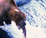 bear