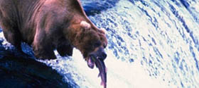 BEARS IN CANADA