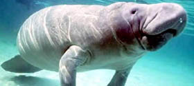 MANATEES IN FLORIDA