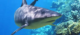 SHARKS RESEARCH IN FLORIDA