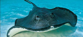 STINGRAYS IN FLORIDA