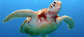 TURTLES [FLORIDA]