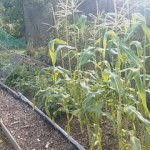 I-allotment-sweet-corn