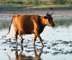 P-animal-cow-flood
