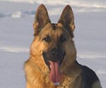 P-animal-pet-dog