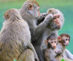 P-animals-monkey-macaques