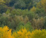 P-environment-trees