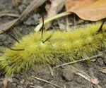 P-animals-nature-caterpillar
