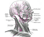 P-lymph-system