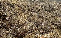 VEGANS & MANURE