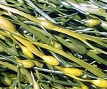SEA GREENS