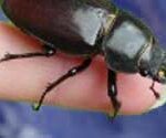P-animal-insect-stag-beetle