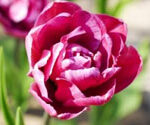 P-environment-spring-flower