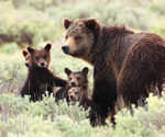 P-author-Yellowstone-bear