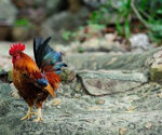 P-hen-chicken-green
