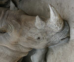 P-rhino-africa-endangered