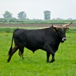 Aurochs_European_Wildlife_Taurus_Foundation_Photo_Ronald_Goderie[1]