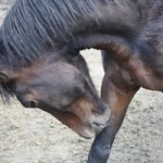 Horse Anchor D ranch