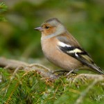 Chaffinch on a branch