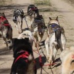 P-animal-dog-sledding