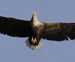 EAGLES RETURNED TO IRELAND