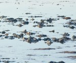 WETLANDS & BIRDS