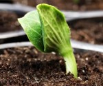 GM CROPS