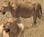 SAFETY IN AFRICA