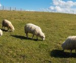 FARM ANIMAL WELFARE