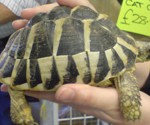 SAVING WILDLIFE FROM THE PET TRADE
