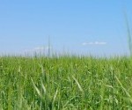 EASY TIPS FOR A HEALTHY LAWN