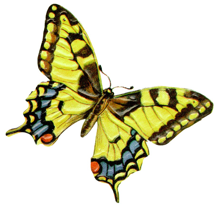  AND MANAGERS MANIFEST THE BUTTERFLY EFFECT – passion for fresh ideas