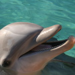 Dolphin