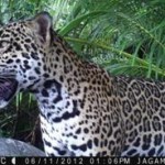 Jaguar in Costa Rica