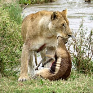 kill lion animal mara masai served lunch success passionforfreshideas