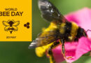 WORLD BEE DAY: HOW TO HELP BEES