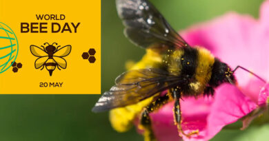 WORLD BEE DAY: HOW TO HELP BEES WORLD BEE DAY: HOW TO HELP BEES