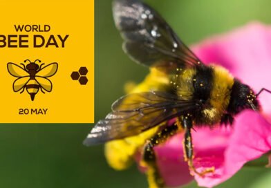 WORLD BEE DAY: HOW TO HELP BEES