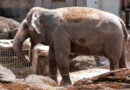 ELEPHANTS IN ZOOS ELEPHANTS IN ZOOS