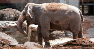 ELEPHANTS IN ZOOS