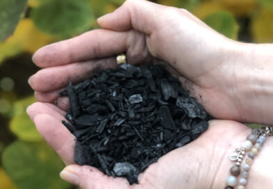 BIOCHAR  REDUCING THE RISKS OF DDT-CONTAMINATED SOIL