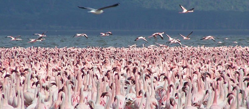 Flamingos - Lake Nakuru, Kenya