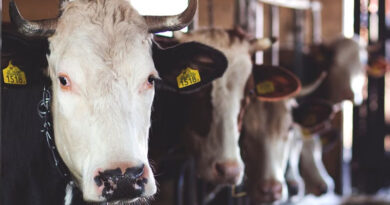 ANIMAL WELFARE AND THE LAW ANIMAL WELFARE AND THE LAW