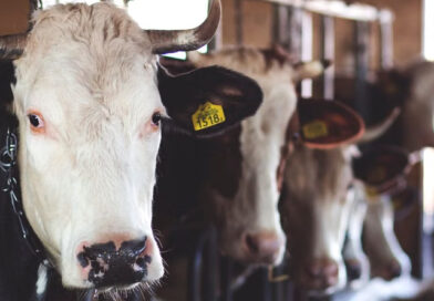 ANIMAL WELFARE AND THE LAW ANIMAL WELFARE AND THE LAW