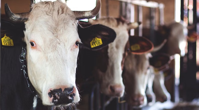 ANIMAL WELFARE AND THE LAW ANIMAL WELFARE AND THE LAW