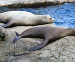 P-animals-seals