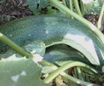 P-food-vegetable-courgette