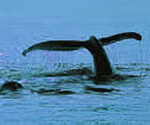 P-animal-whale-sea