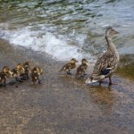 Mother duck leading ducklings